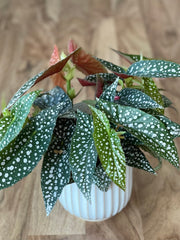 Begonia Hot Spot