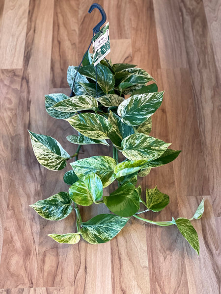 marble queen pothos nz Marble Queen Pothos