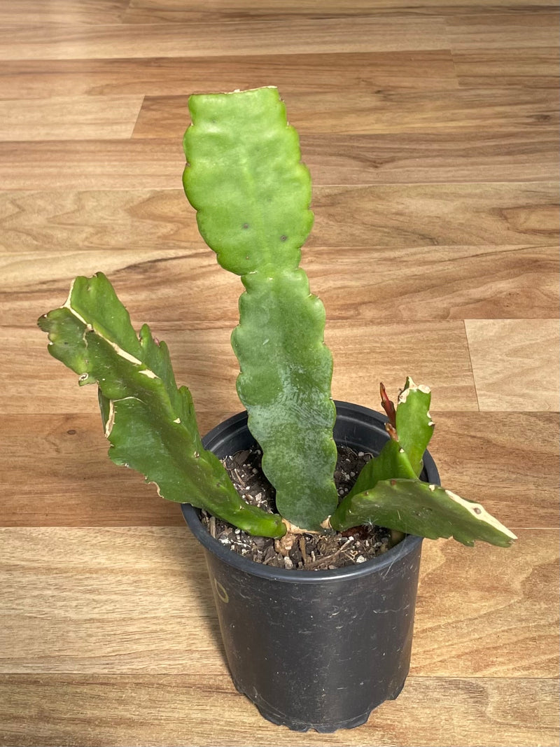 Epiphyllum - Monastery Gardens