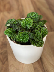 Peperomia Green Bubble