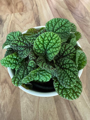 Peperomia Green Bubble