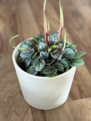 Peperomia Milano