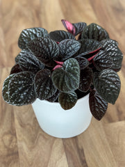 Peperomia Chocolat