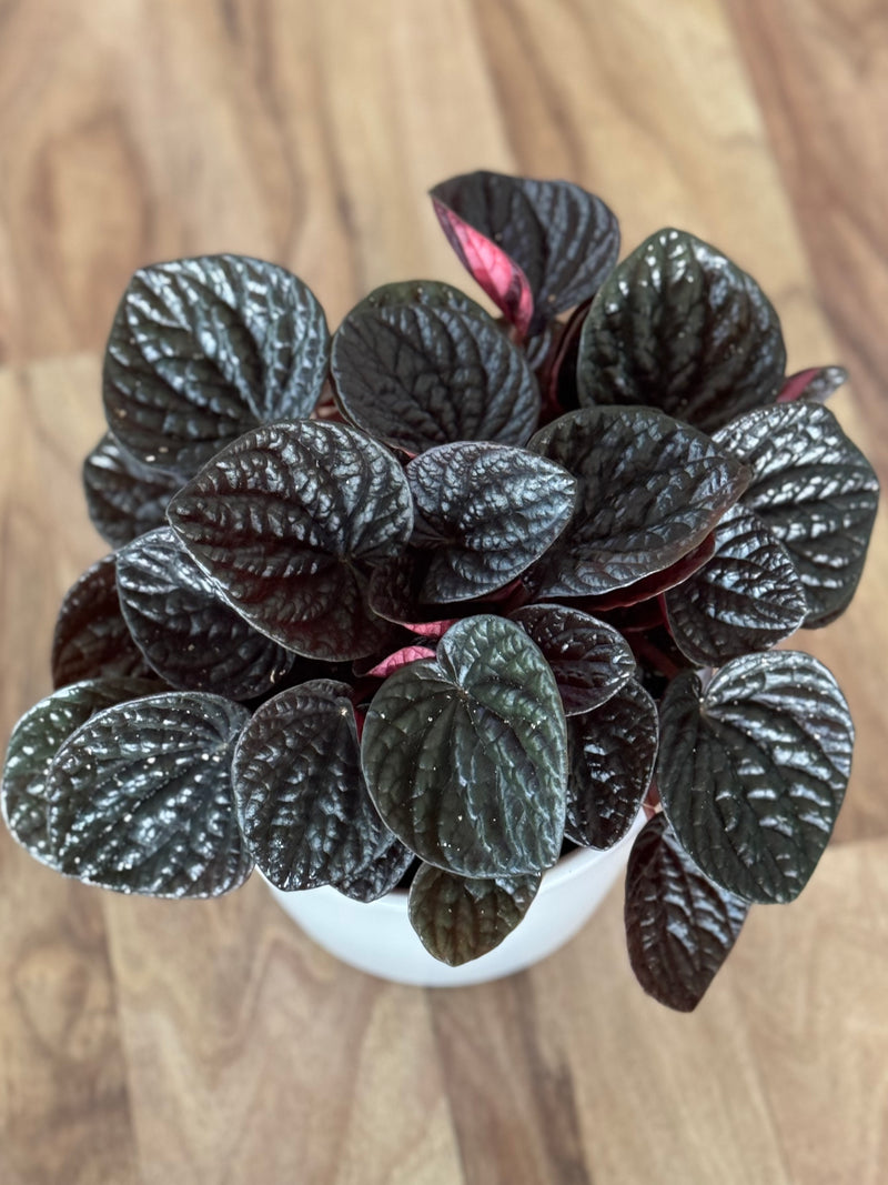 Peperomia Chocolat