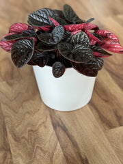 Peperomia Chocolat