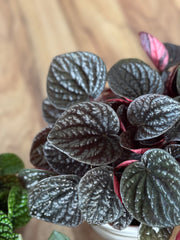 Peperomia Chocolat