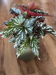 Begonia Bohemian Forest