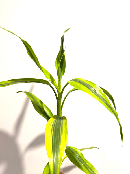 lucky bamboo nz Lucky Bamboo - Variegated Lime