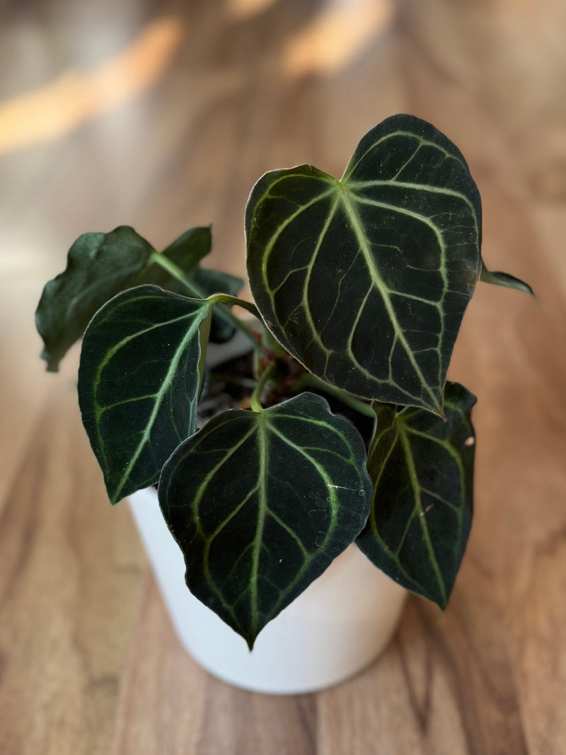 Anthurium Clarinervium