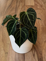 Anthurium Clarinervium