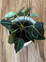 Anthurium Clarinervium