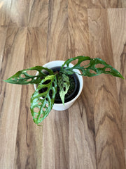 Monstera Obliqua Peru