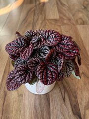 Peperomia Red Burbella