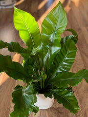 Birds Nest Fern - Asplenium Avis