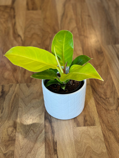 philodendron imperial gold vs moonlight Philodendron Moonlight