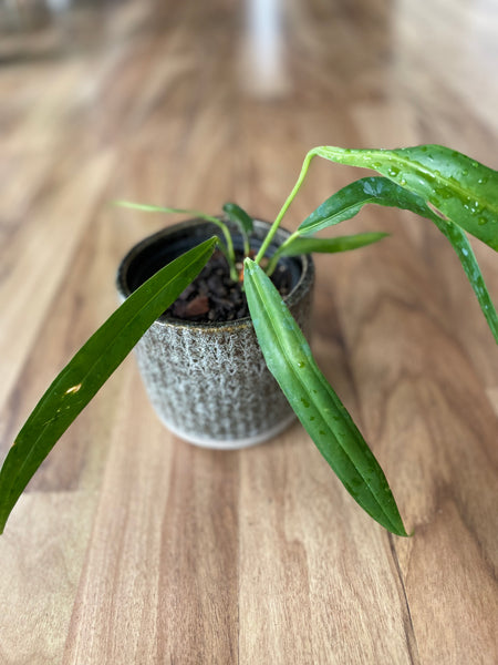 anthurium bakeri mature Anthurium Bakeri
