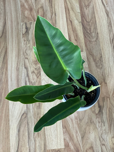 philodendron new ruk Philodendron Renauxii