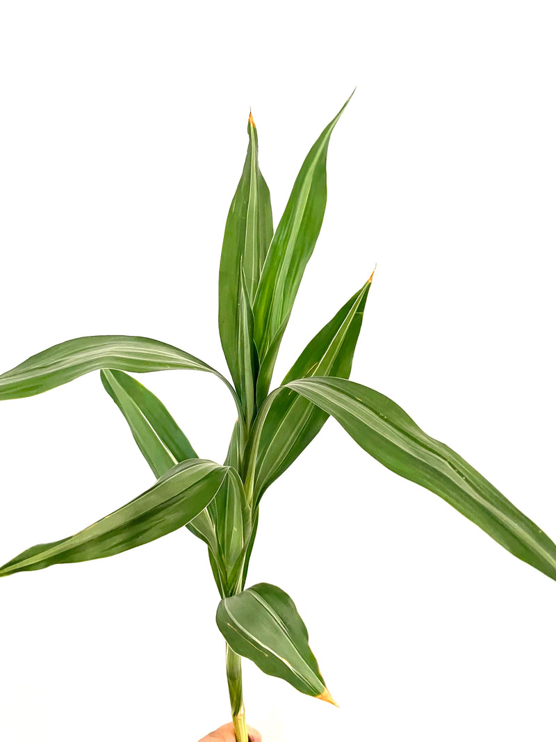 Lucky Bamboo -Variegated Silver Stripe