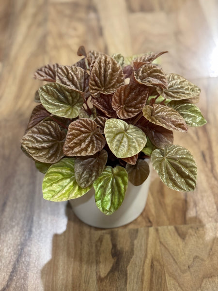 Peperomia Green Quito