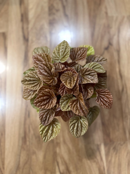Peperomia Green Quito