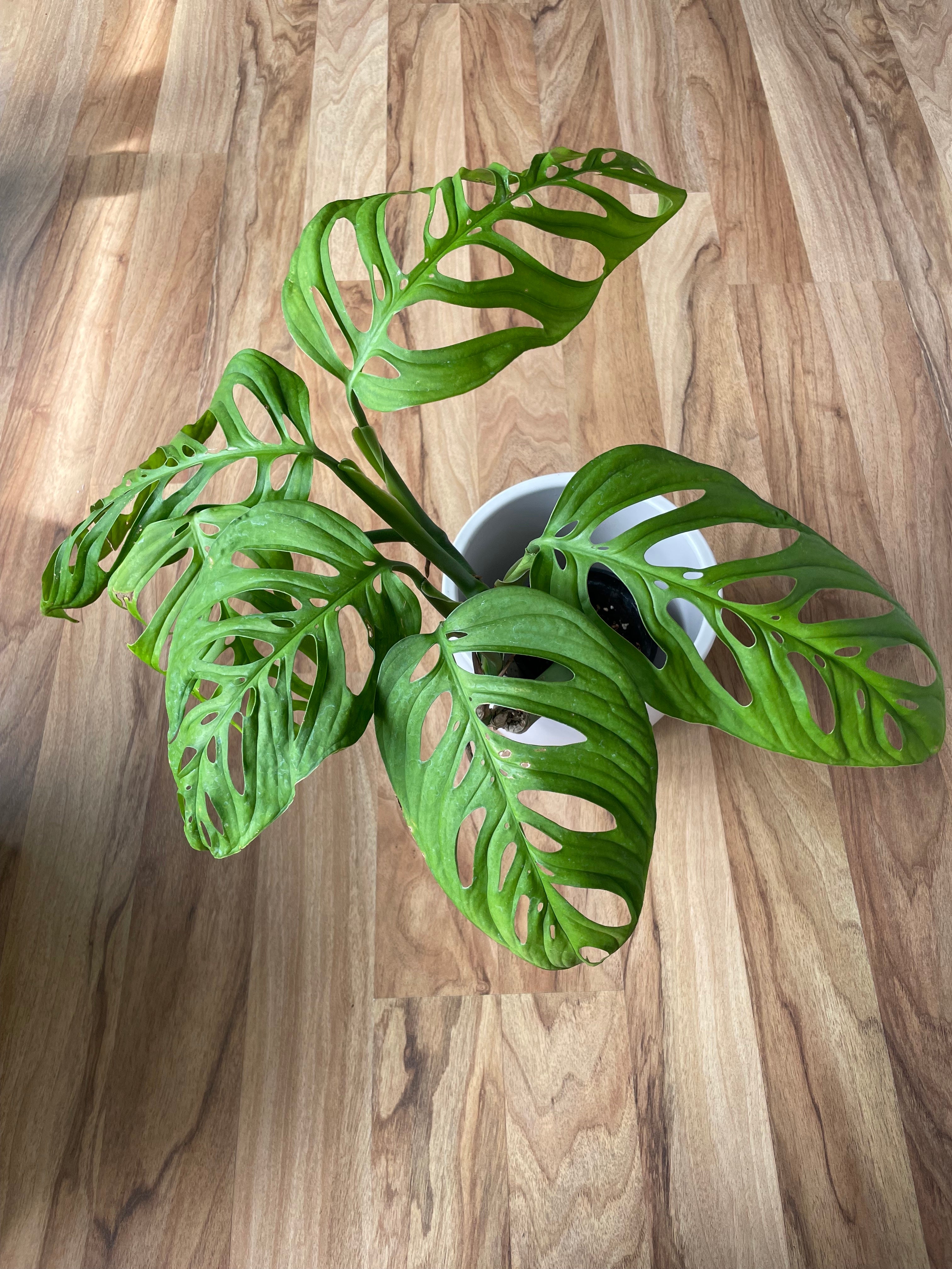 Monstera Esqueleto