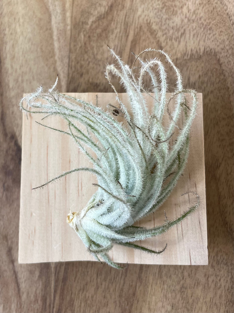 Tillandsia tectorum 'snowball'