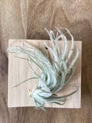 Tillandsia tectorum 'snowball'