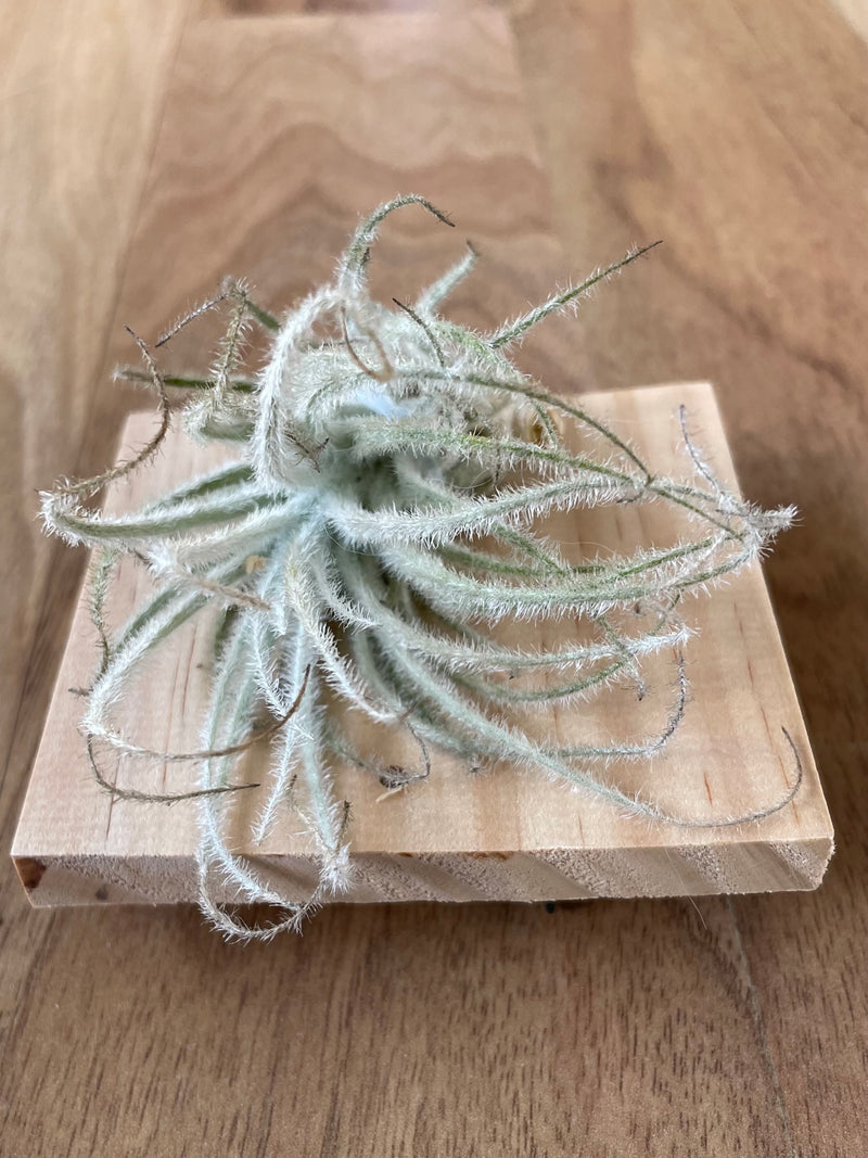 Tillandsia tectorum 'snowball'