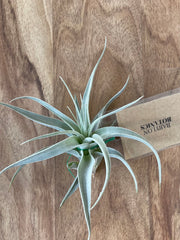 Tillandsia recurvifolia v. Subsecundifolia  - Loose Plant