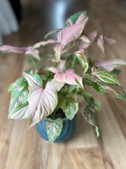 Syngonium Pink Splash