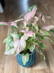 Syngonium Pink Splash