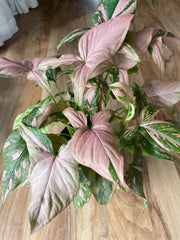 Syngonium Pink Splash