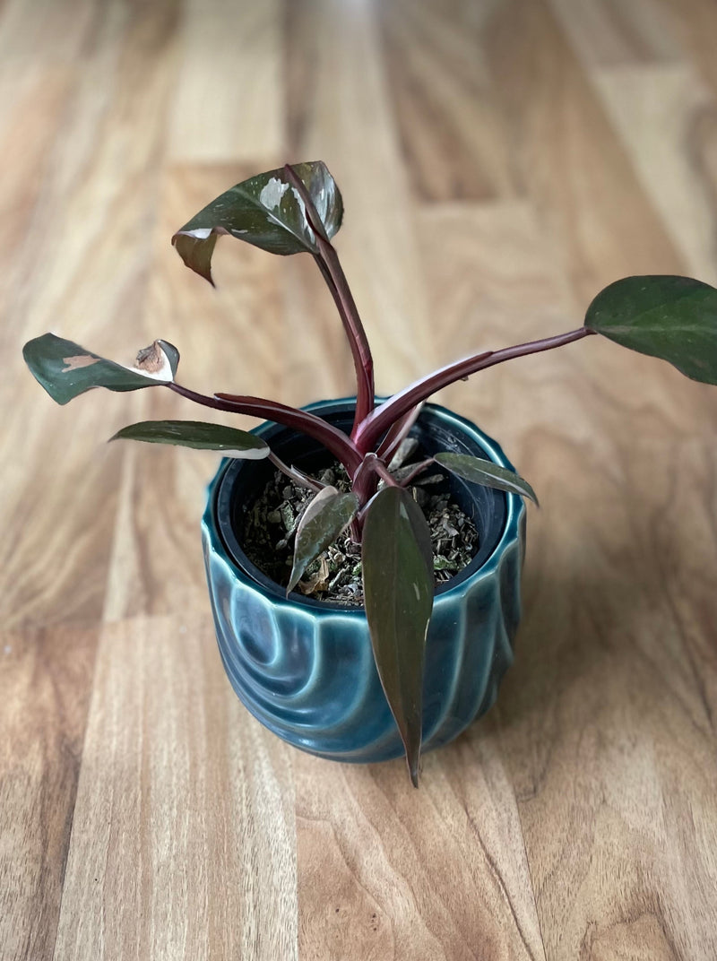 philodendron burgundy nz Philodendron Red Anderson Variegated