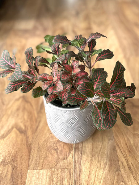 Assorted Fittonia (Large Leaf Grade)