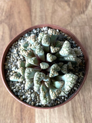 Titanopsis Calcarea