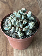 Titanopsis Calcarea