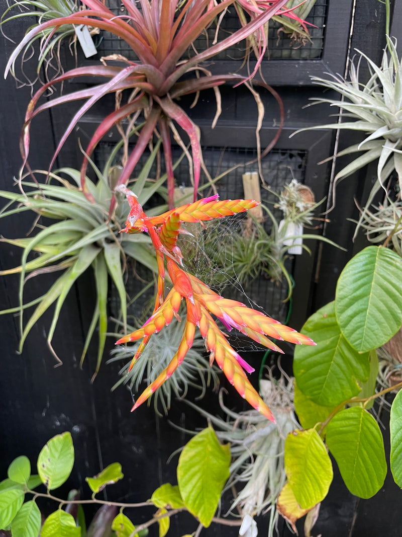 Tillandsia Latifolia  - Loose Plant