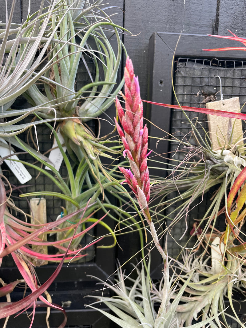 Tillandsia Incarnata  - Loose Plant