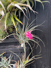 Tillandsia Houston  - Loose Plant