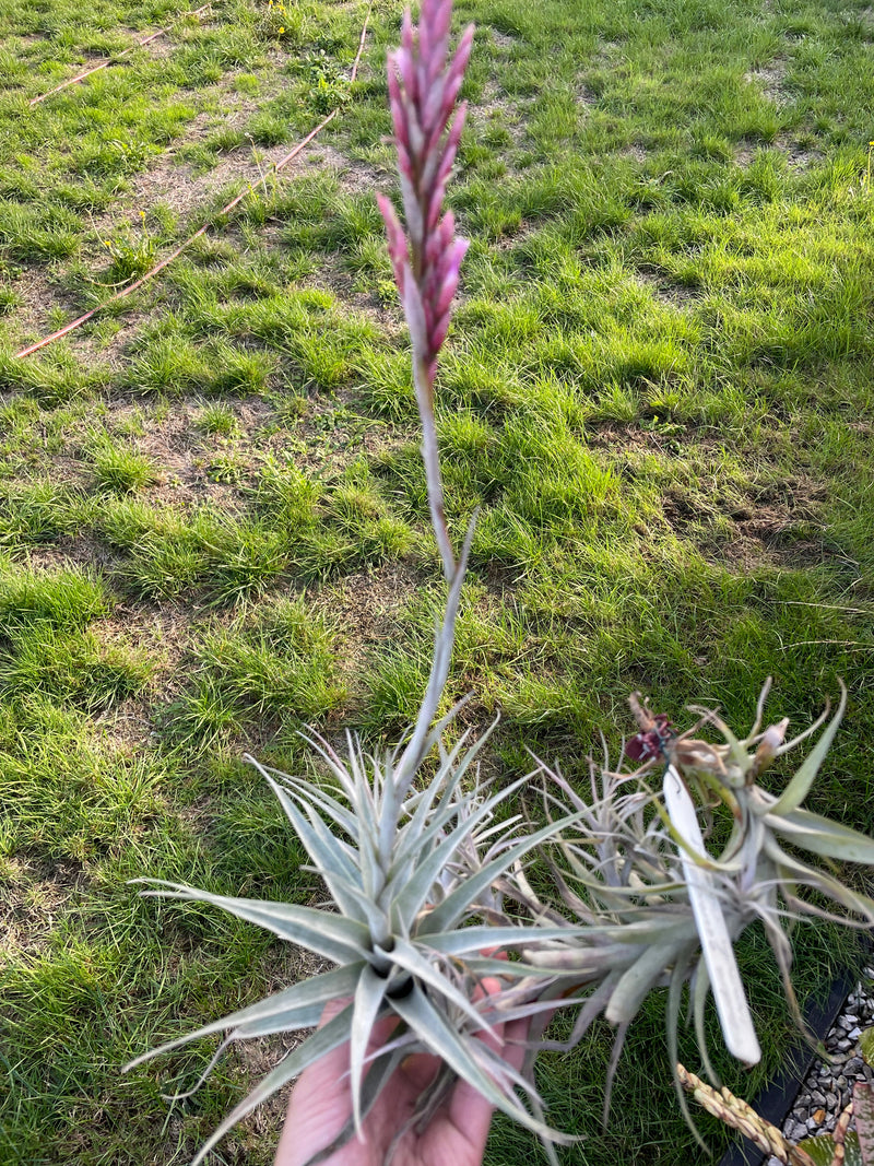 Tillandsia Incarnata  - Loose Plant