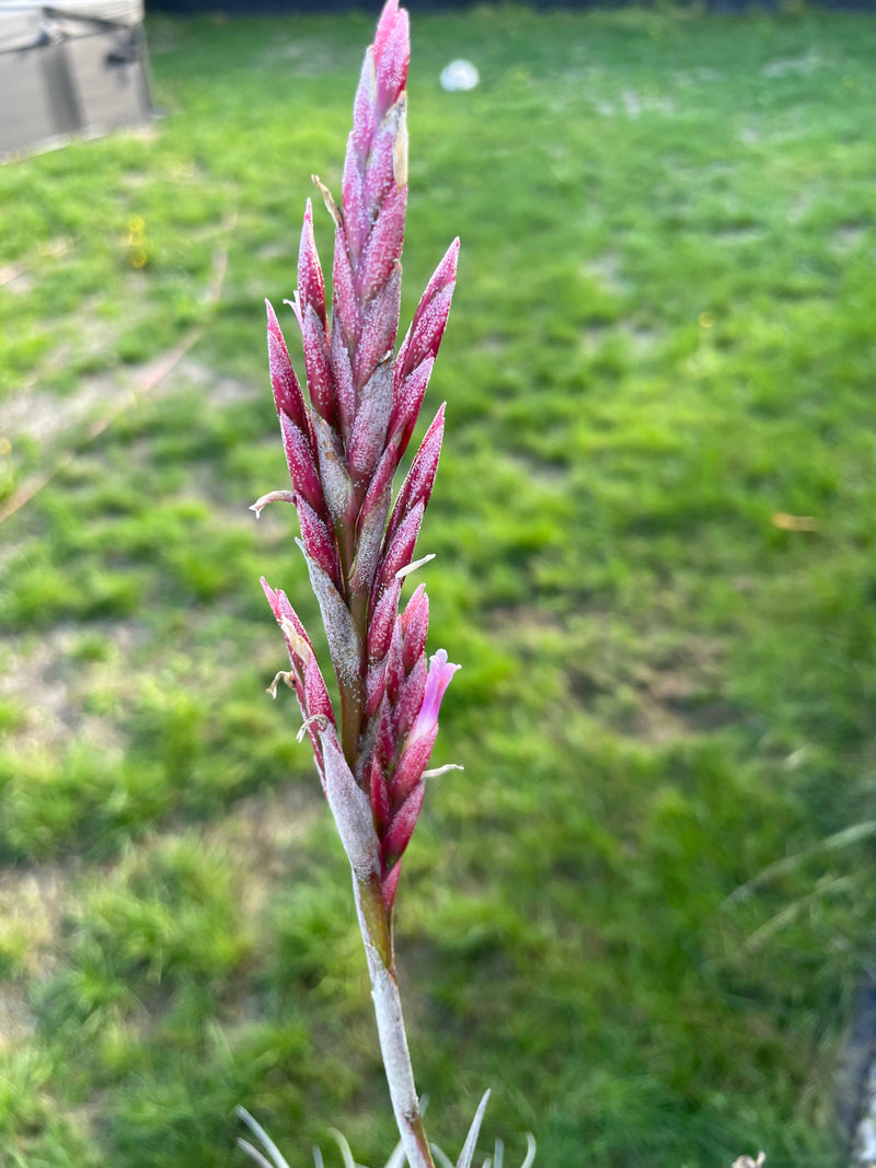 Tillandsia Incarnata  - Loose Plant