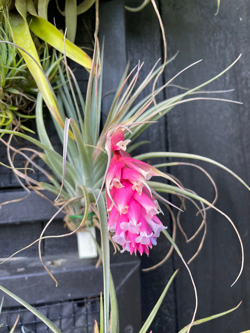 Tillandsia Houston  - Loose Plant