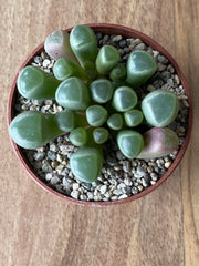 Fenestraria Rhopalophylla - Baby's Toes