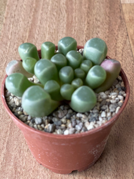 Fenestraria Rhopalophylla - Baby's Toes