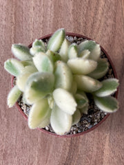 Cotyledon Tomentosa 'Variegata' - Bear's Paw White