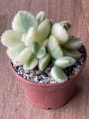 Cotyledon Tomentosa 'Variegata' - Bear's Paw White