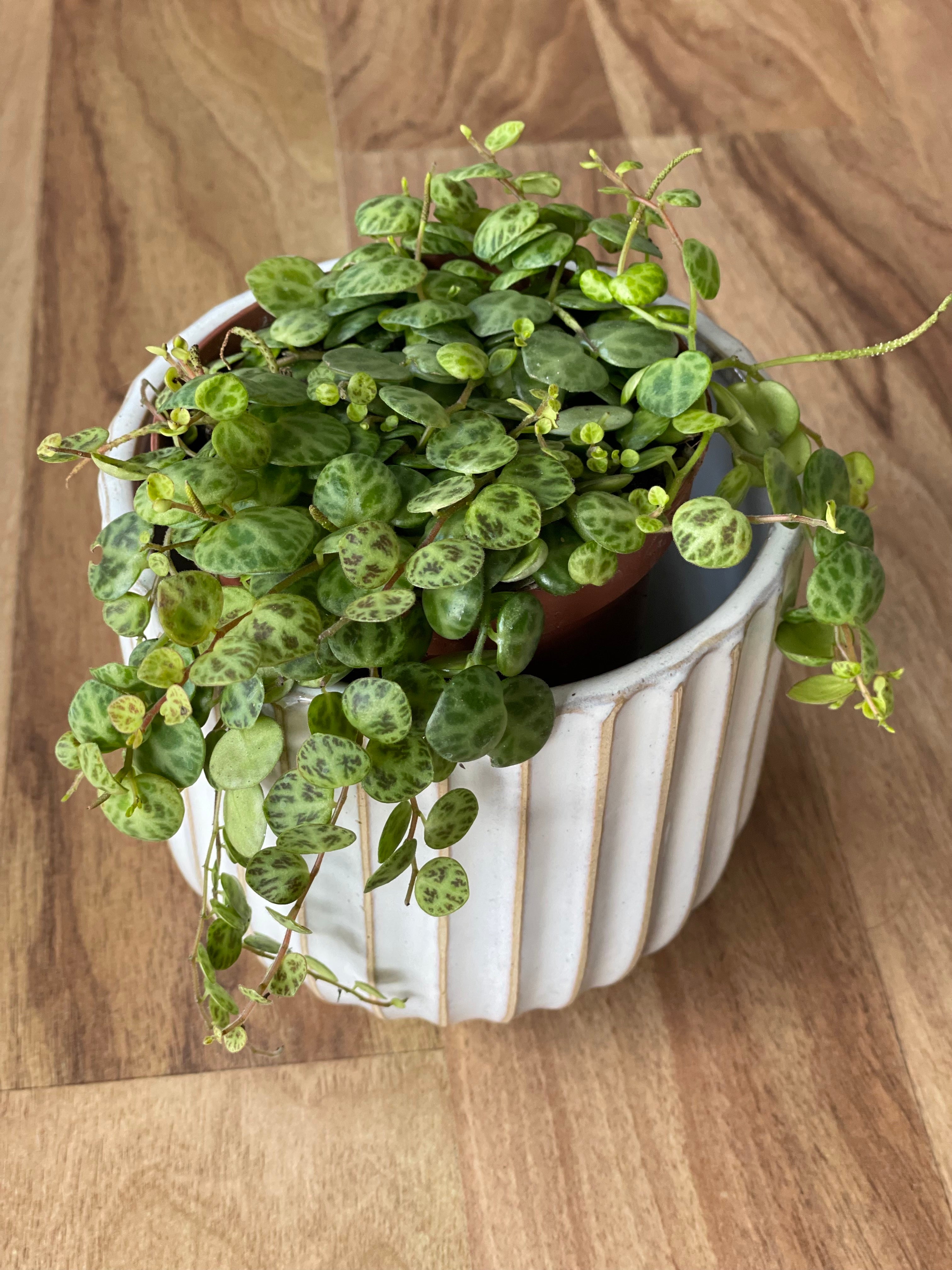 Peperomia Prostrata - String of Turtles