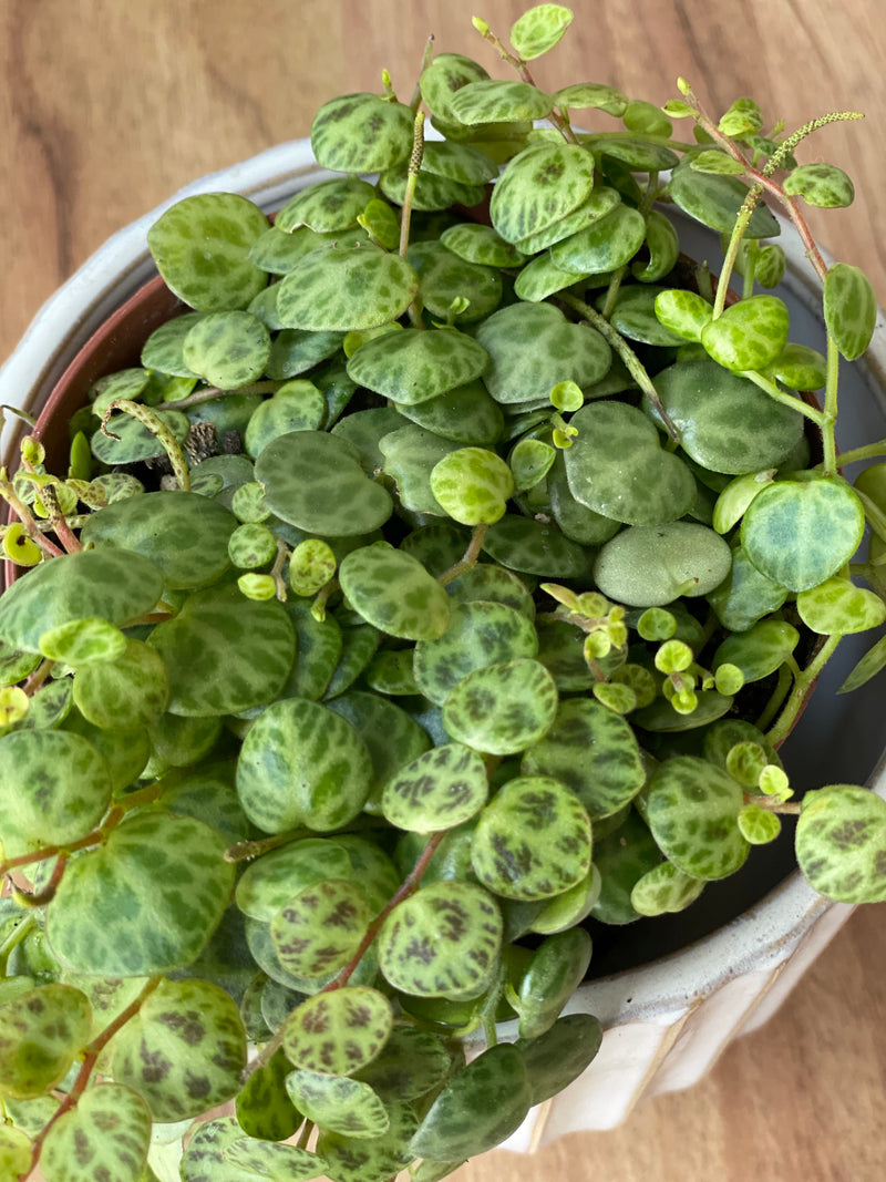 Peperomia Prostrata - String of Turtles