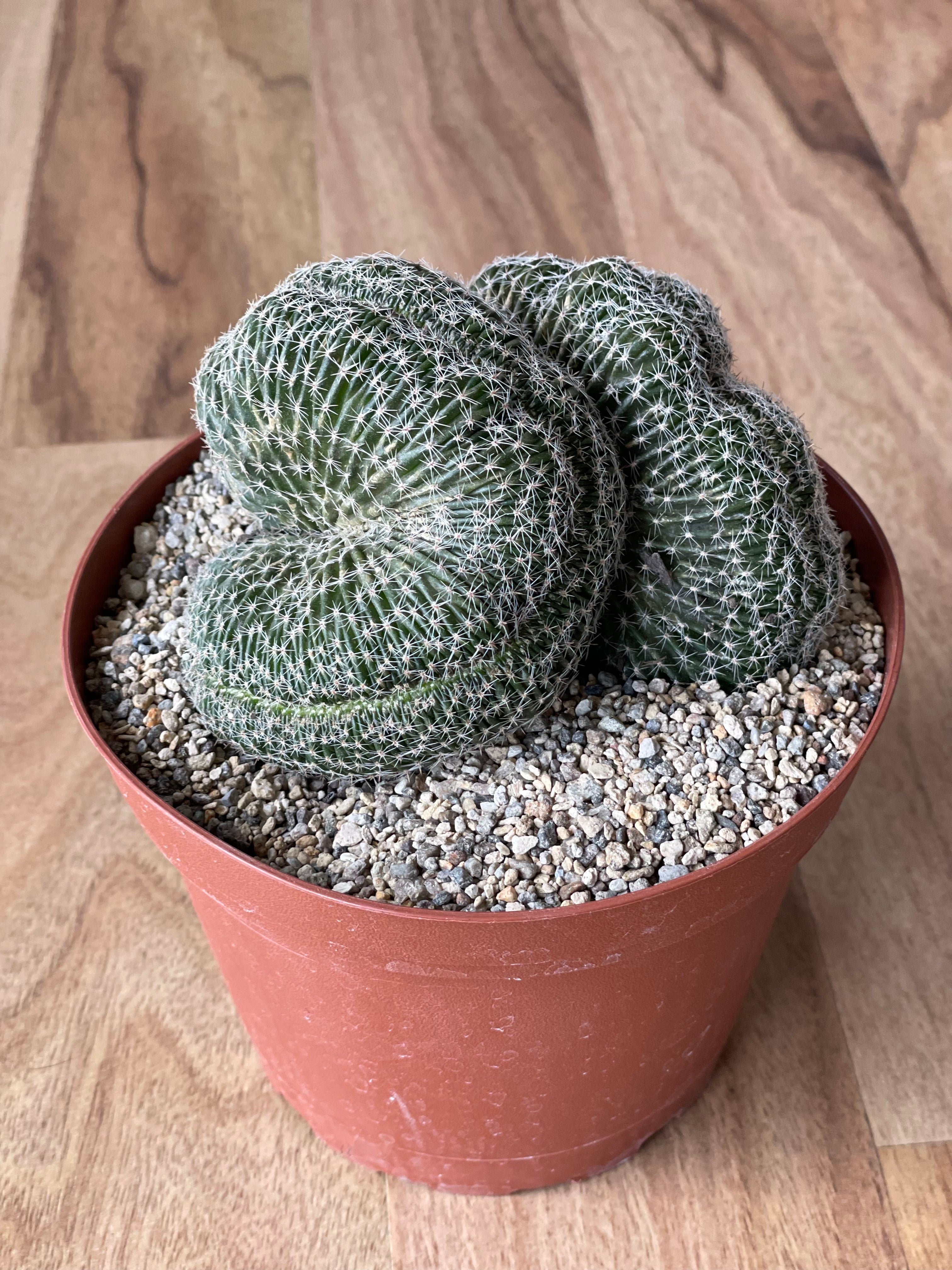 Echinopsis species f. Cristata