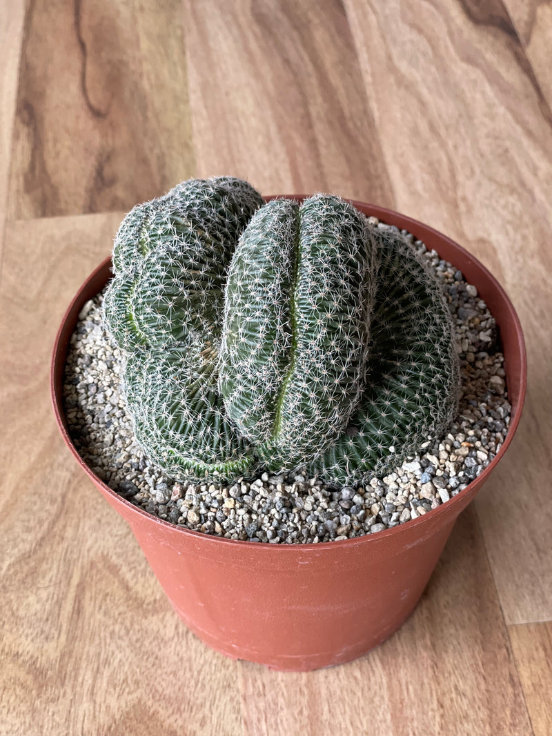 Echinopsis species f. Cristata